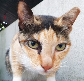 Lulu  - Domestic Short Hair + Calico Cat