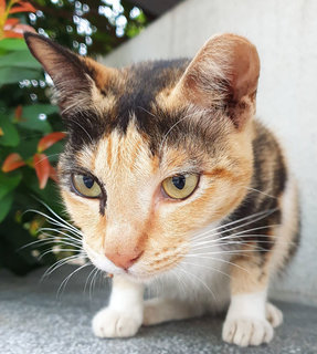 Lulu  - Domestic Short Hair + Calico Cat