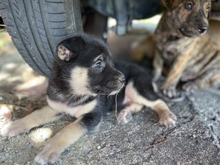 Still Waiting You - Mixed Breed Dog