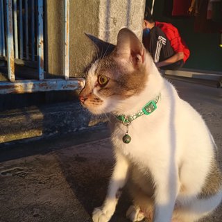 Inesen N Family - Domestic Medium Hair + Domestic Short Hair Cat