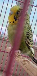 Female Budgie +cage +wooden Birdhouse - Budgie/Budgerigar Bird