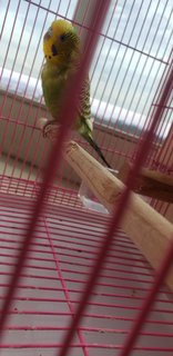 Female Budgie +cage +wooden Birdhouse - Budgie/Budgerigar Bird