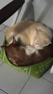 Uteh And Comot - Domestic Short Hair Cat