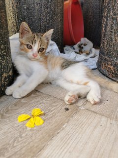 Baby Meow - Domestic Medium Hair Cat