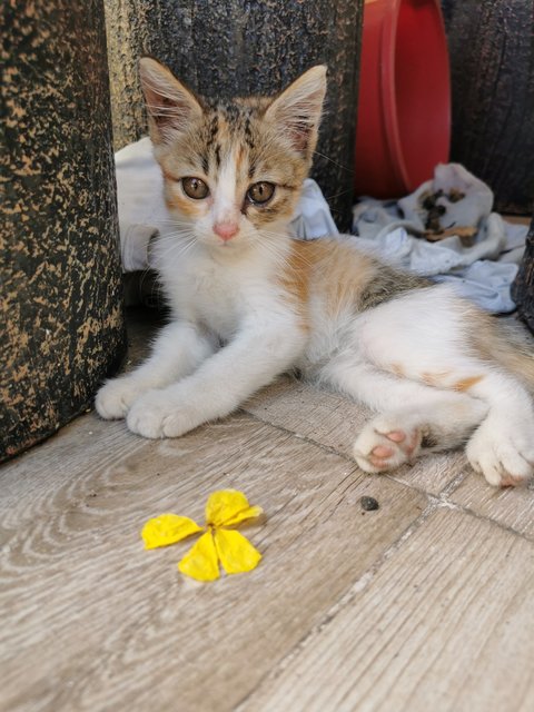 Baby Meow - Domestic Medium Hair Cat