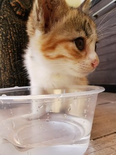 Baby Meow - Domestic Medium Hair Cat