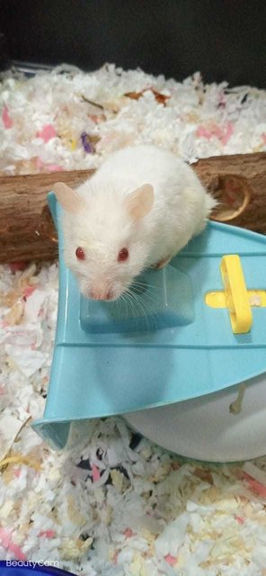 Jon  - Syrian / Golden Hamster Hamster