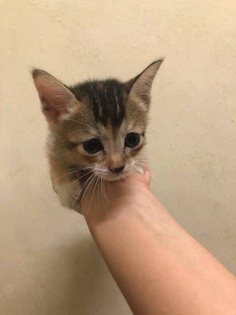 Cute Kittens - Domestic Medium Hair Cat