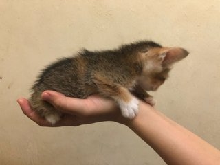 oren -adopted