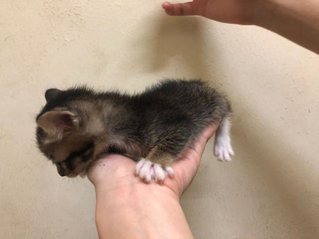 tiger (male) - adopted