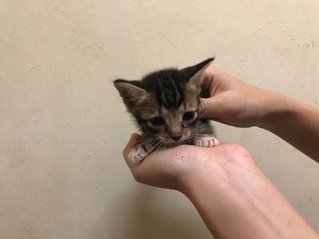 tiger - adopted