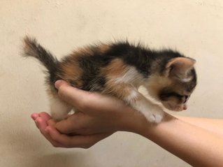 cici (female) - adopted