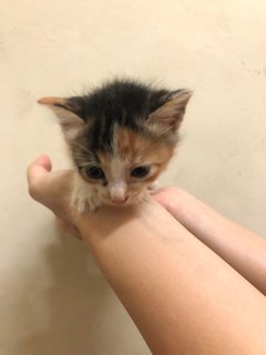 cici - adopted