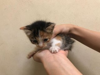 cici - adopted