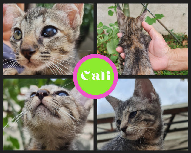 Cali - Domestic Short Hair Cat