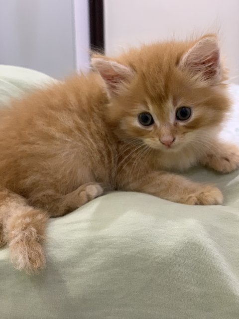 Michaelangelo (Mikey) - Maine Coon + Domestic Long Hair Cat