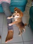 Popi - Husky Mix Dog