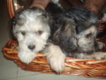 Cutiez - Dandi Dinmont Terrier + Poodle Dog