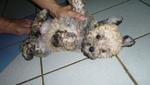 Rare Sable Toy Poodle Puppy - Poodle Dog