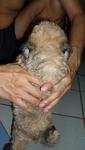 Rare Sable Toy Poodle Puppy - Poodle Dog