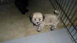 Rare Sable Toy Poodle Puppy - Poodle Dog