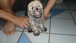 Rare Sable Toy Poodle Puppy - Poodle Dog