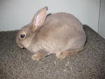 3 Gen Ped Mini Rex Show Quality - Mini Rex Rabbit