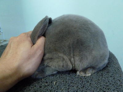 3 Gen Ped Mini Rex Doe - Mini Rex + Holland Lop Rabbit