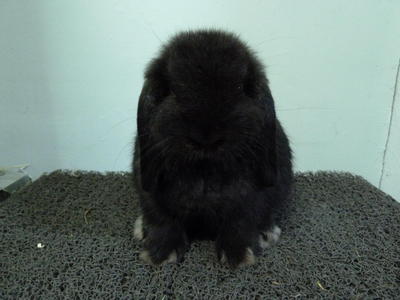 3 Gen Pedigree Solid Black - Holland Lop Rabbit