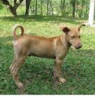 Tom &amp; Jerry  - Mixed Breed Dog