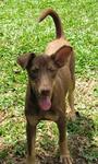 Tom &amp; Jerry  - Mixed Breed Dog
