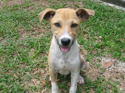 Momo - Mixed Breed Dog