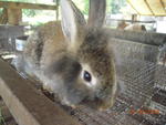 Chestnut - Lionhead + Bunny Rabbit Rabbit