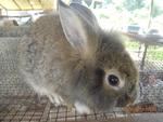 Chestnut - Lionhead + Bunny Rabbit Rabbit