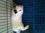 Xiaozhong - Hotot Rabbit