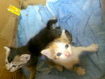 Gebu &amp; Bulat - Domestic Short Hair Cat