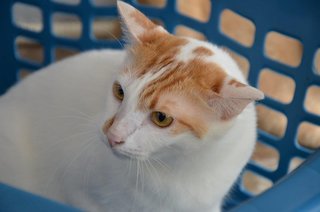 Pass me my favourite blanket please, this washing basket look ideal for an airy cat snooze...