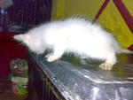 Percian Kitten - Persian Cat