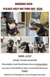 Lucky (Last Seen @ Ss24/10, Taman Megah) - Mixed Breed Dog