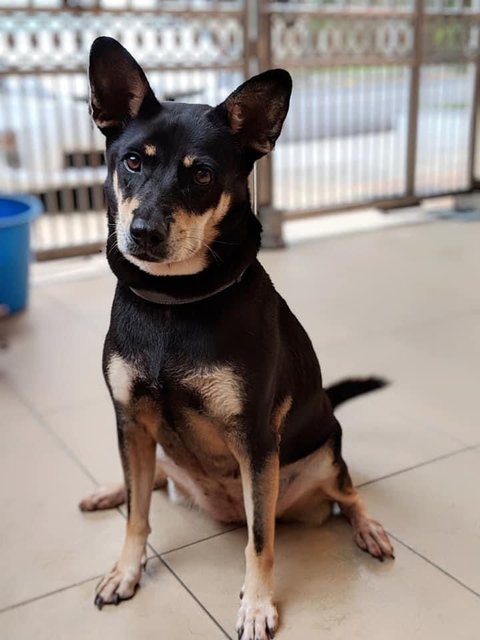 Lucky (Last Seen @ Ss24/10, Taman Megah) - Mixed Breed Dog