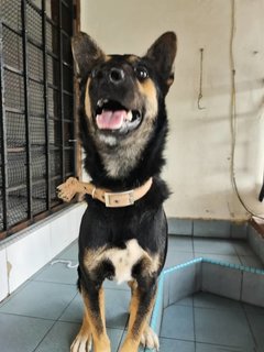 Mylo - German Shepherd Dog + Doberman Pinscher Dog