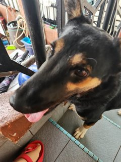 Mylo - German Shepherd Dog + Doberman Pinscher Dog