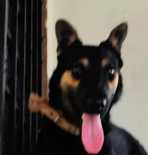 Mylo - German Shepherd Dog + Doberman Pinscher Dog