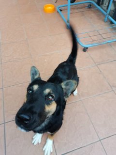 Mylo - German Shepherd Dog + Doberman Pinscher Dog