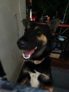 Mylo - German Shepherd Dog + Doberman Pinscher Dog