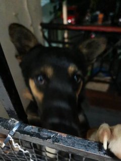 Mylo - German Shepherd Dog + Doberman Pinscher Dog