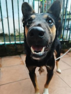 Mylo - German Shepherd Dog + Doberman Pinscher Dog