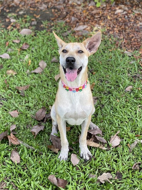 Charlie Brown - Mixed Breed Dog