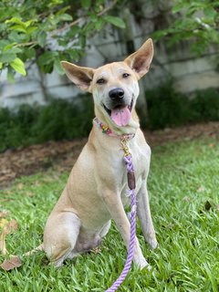 Charlie Brown - Mixed Breed Dog