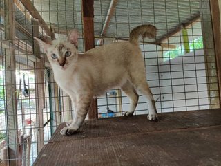 Cuties❤️ - Domestic Short Hair Cat